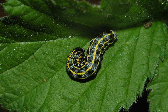 Orthosia (Monima) miniosa